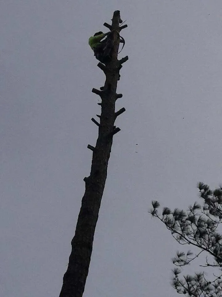 Reliable landscape installation in Fayetteville, NC by Green Works Lawnn Tree Service