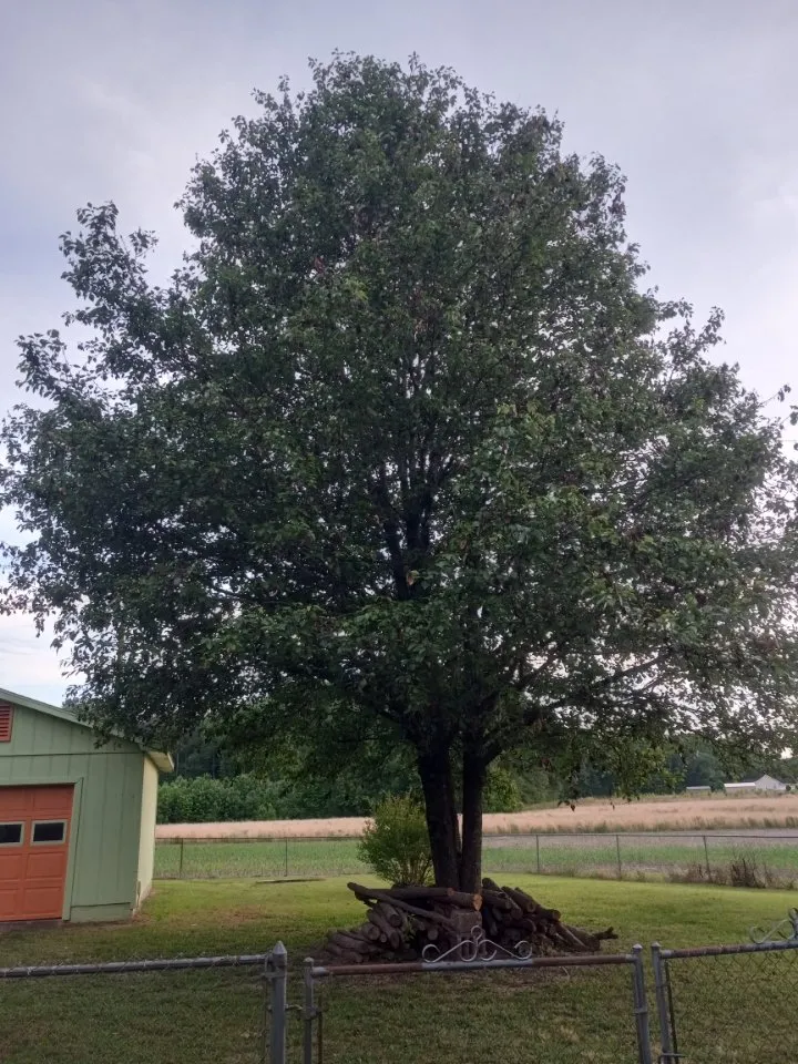 Affordable residential landscaping in Fayetteville, NC - Green Works Lawnn Tree Service