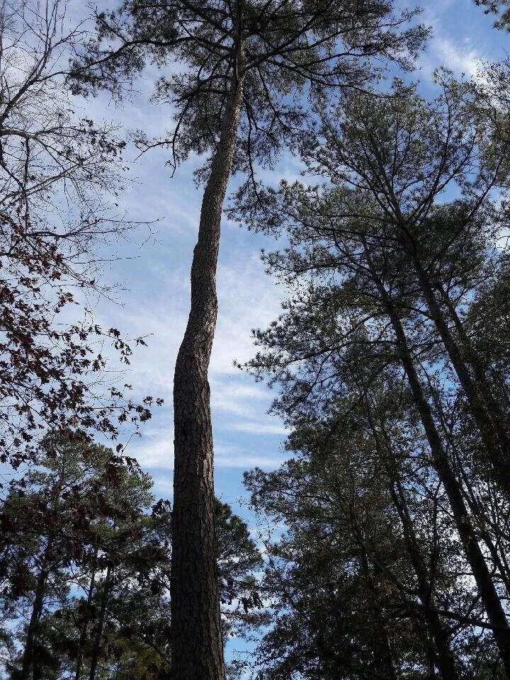 Expert landscaping services experts serving Fayetteville, NC - Green Works Lawn&Tree Service