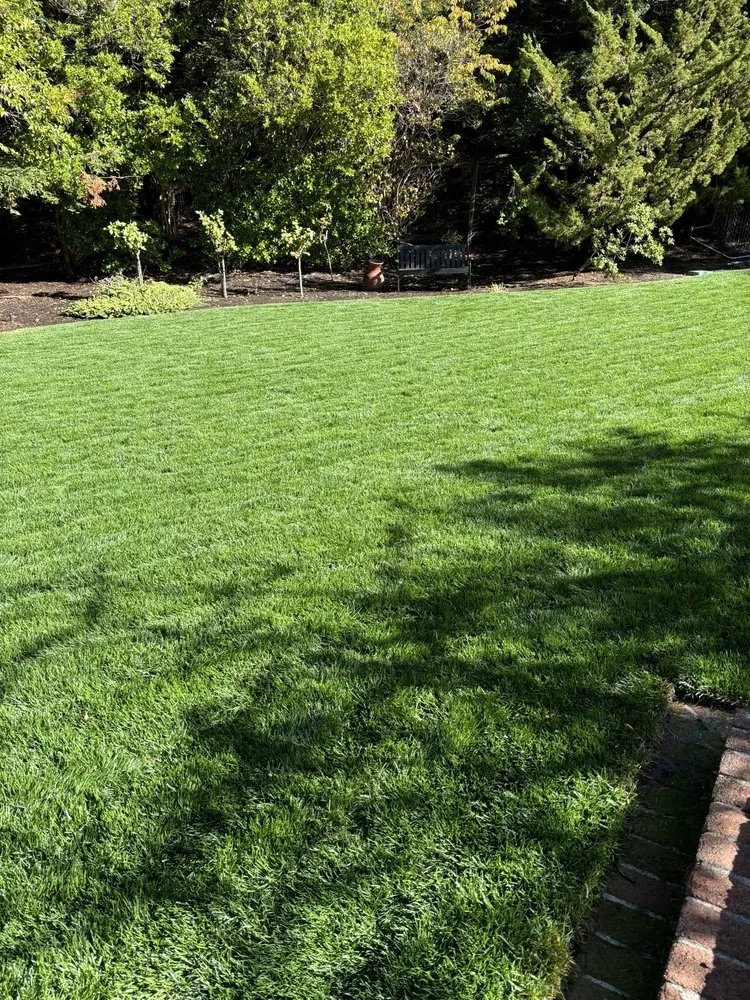 Expert yard cleanup service in Concord, CA - Green World Landscape