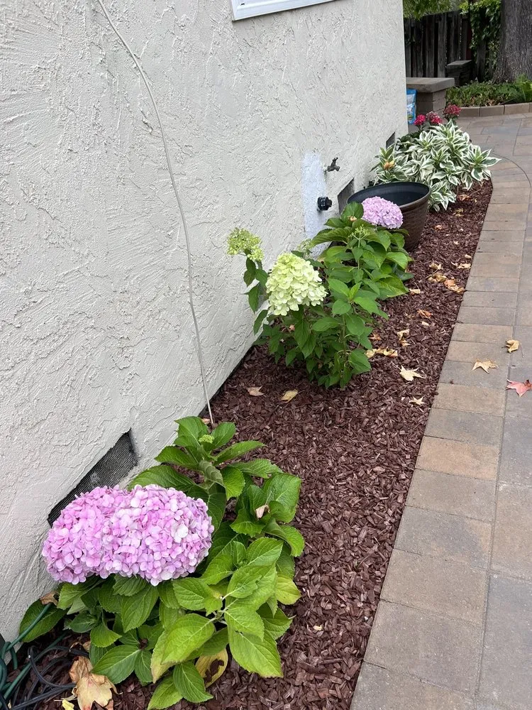 Trusted landscaping services for year-round maintenance in Concord, CA by Green World Landscape