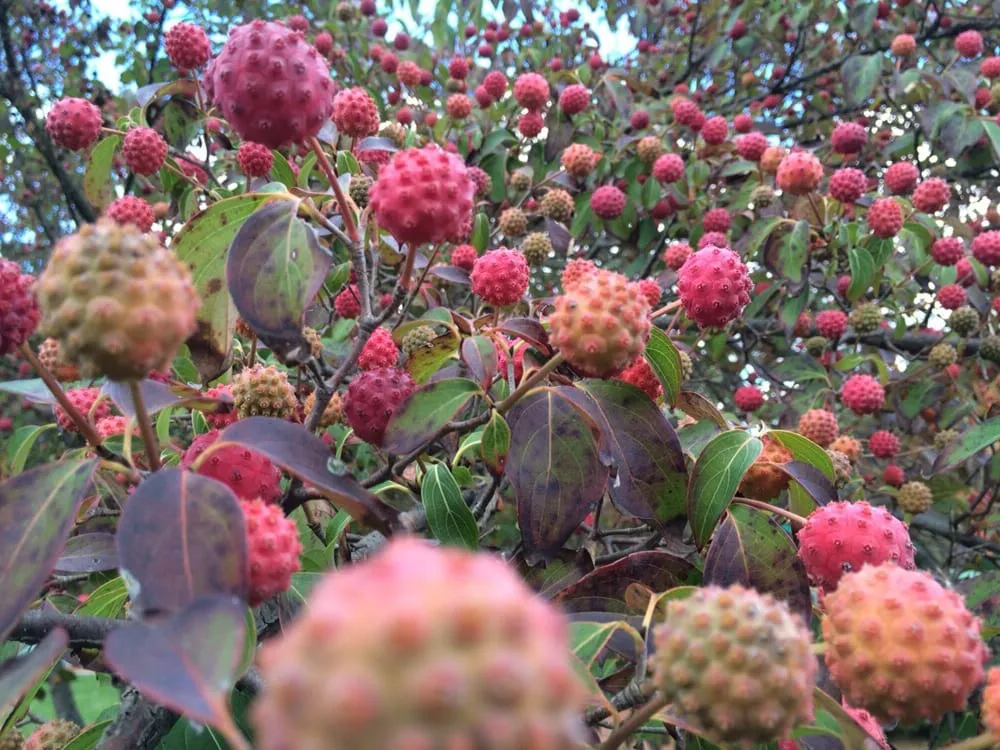 Top-rated lawn care service in Bound Brook, NJ by Green World Landscaping & Tree Service