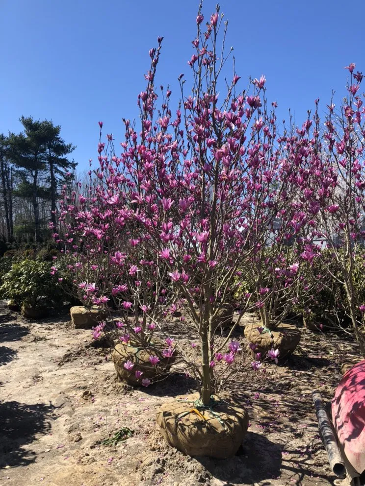 Reliable outdoor landscaping for beautiful yards across Shelter Island, NY - Green World Solutions