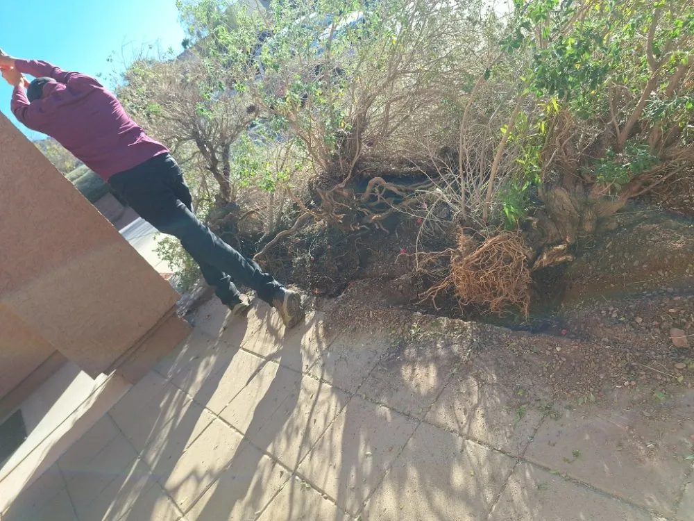 Affordable lawn care service experts serving Las Vegas, NV - Green Yard Service