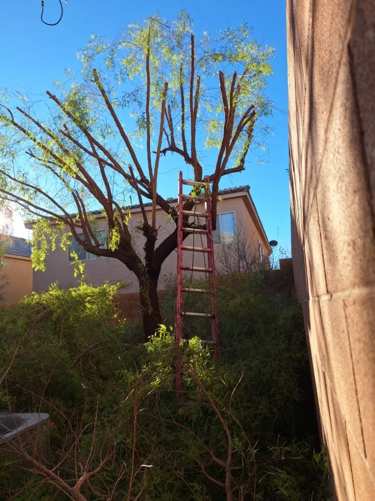 Custom landscape installation for outdoor upgrades across Las Vegas, NV - Green Yard Service