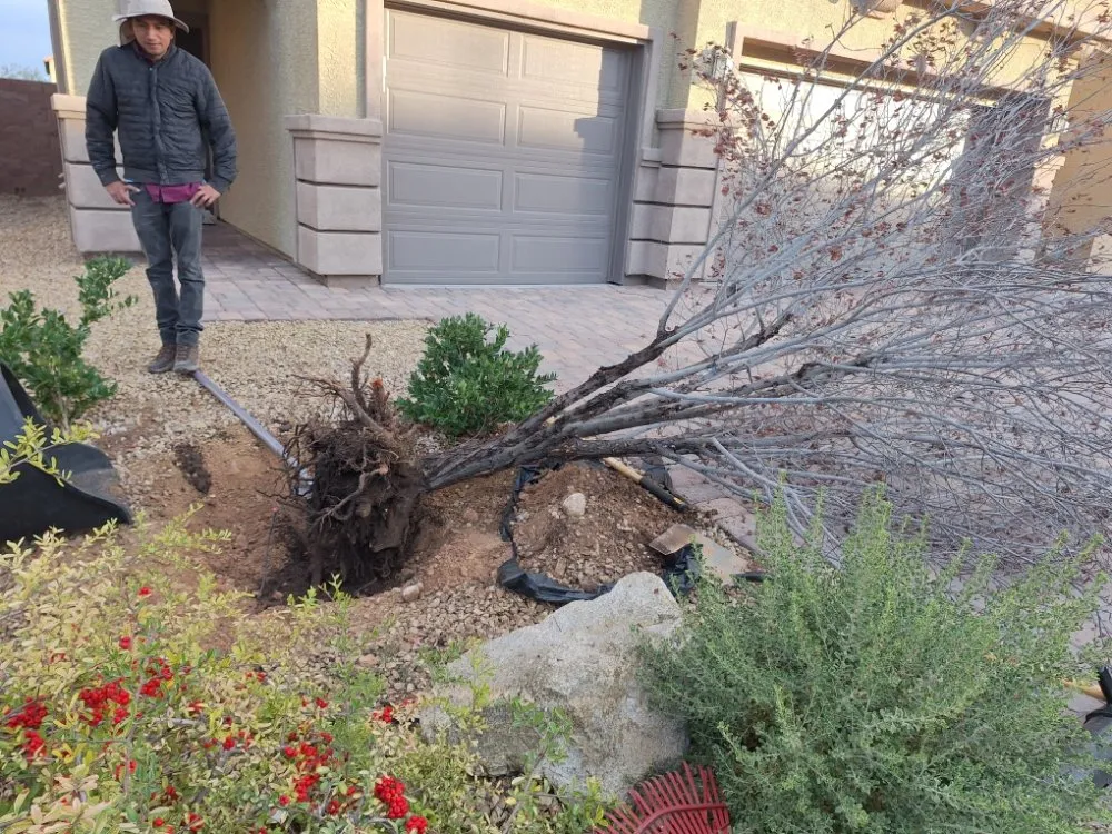 Local landscaping services in Las Vegas, NV - Green Yard Service