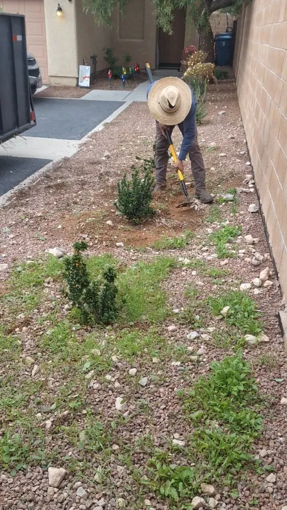 Affordable yard cleanup service for residential properties in Las Vegas, NV by Green Yard Service