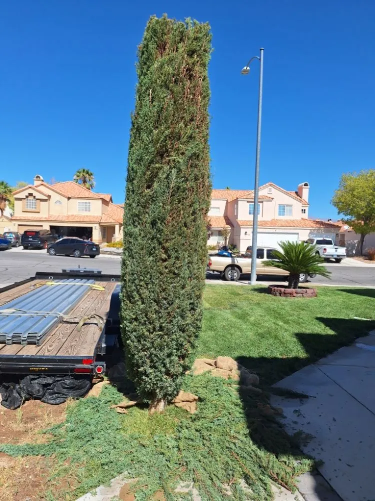 Professional garden landscaping near you in Las Vegas, NV by Green Yard Service