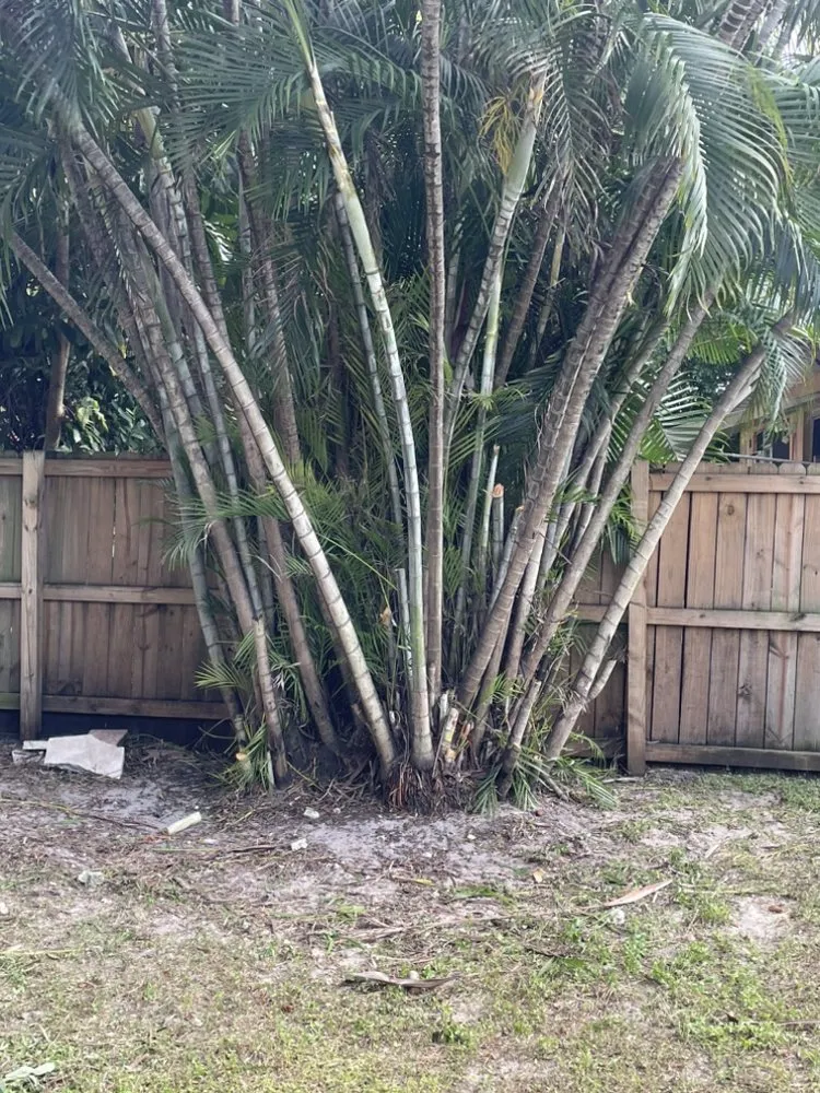Custom yard cleanup service in MIAMI, FL - Green Yards