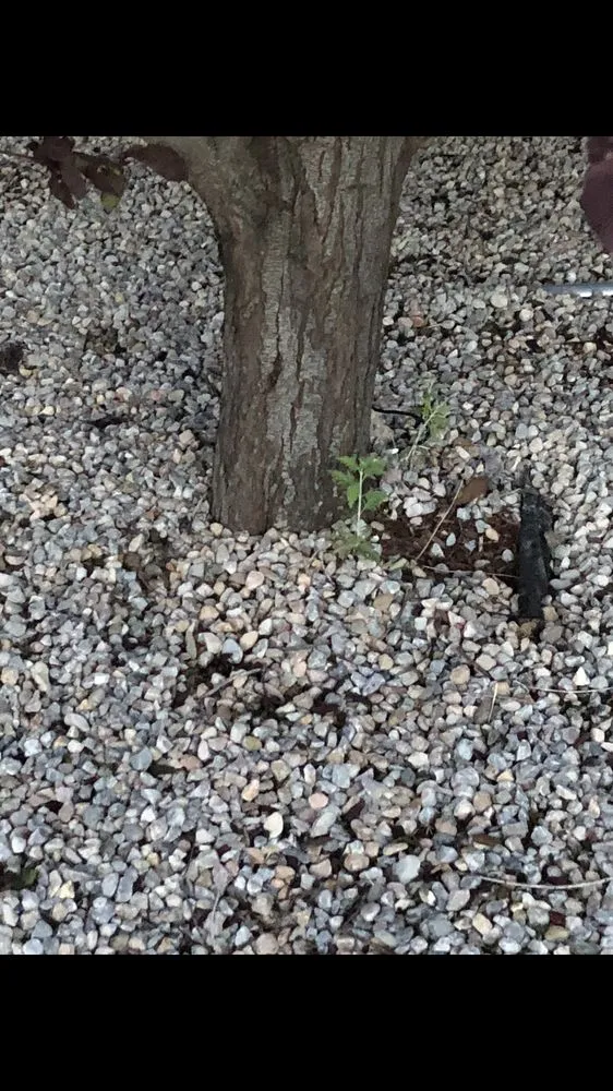 Top-rated landscaping services in Albuquerque, NM - Green Year Property Maintenance