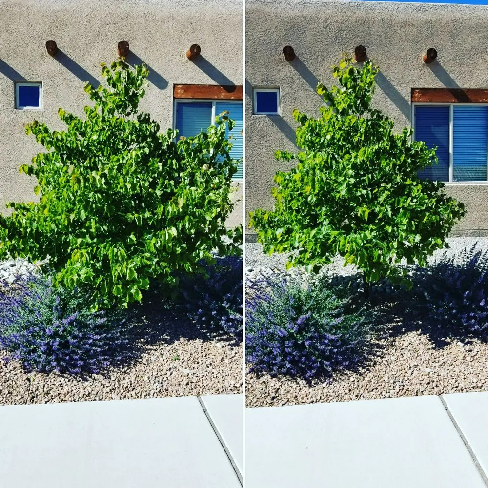 Expert yard cleanup service in Albuquerque, NM - Green Year Property Maintenance
