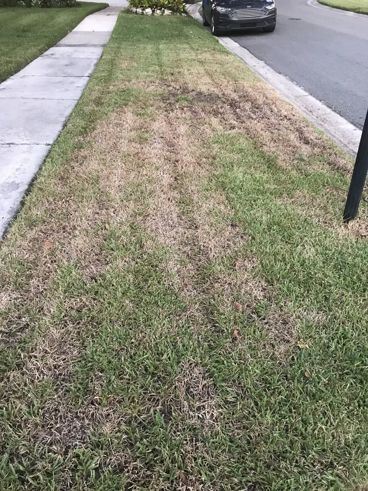 Local landscape design with custom design across Brandon, FL - Green21 Lawn Care