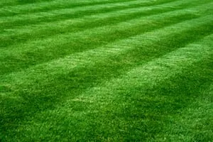 Top-rated yard cleanup service for beautiful yards across Mishawaka, IN - Greenaid Lawn Care