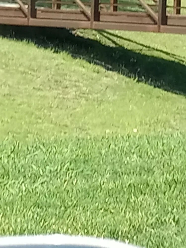 Expert yard cleanup service experts serving Dallas, TX - Greenbadger Lawn Care