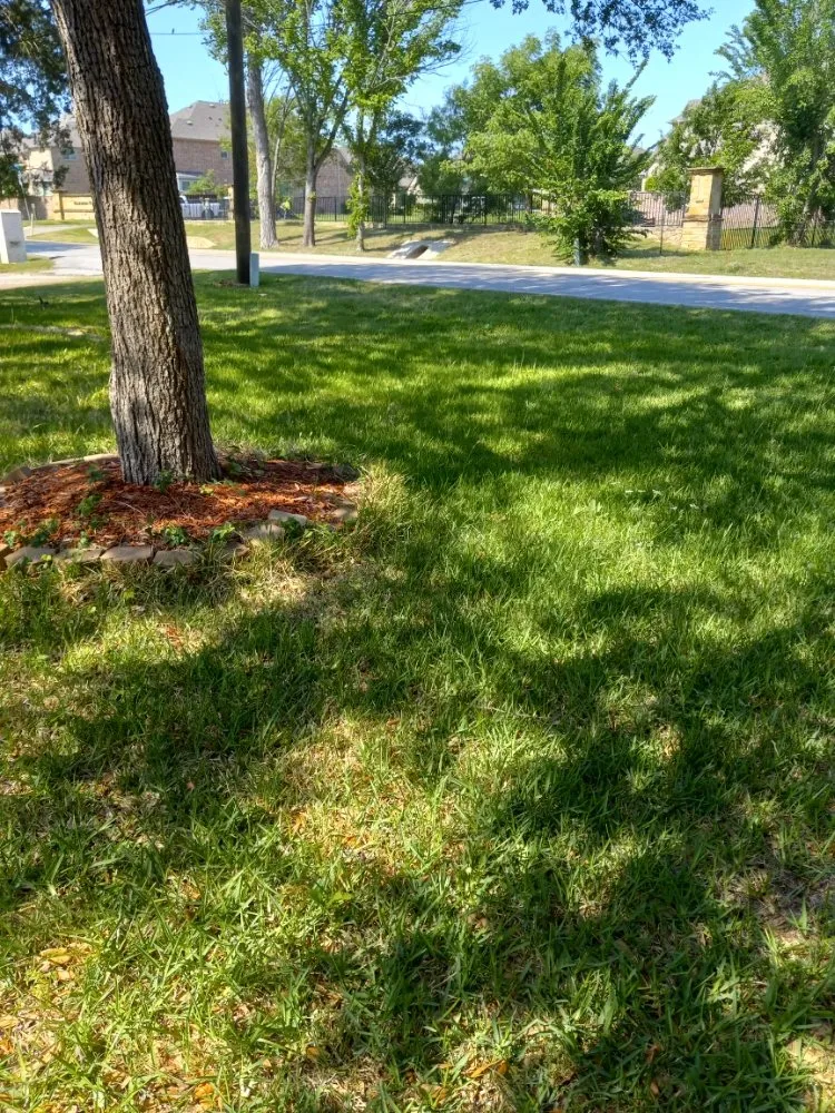 Local lawn care service for year-round maintenance in Dallas, TX by Greenbadger Lawn Care