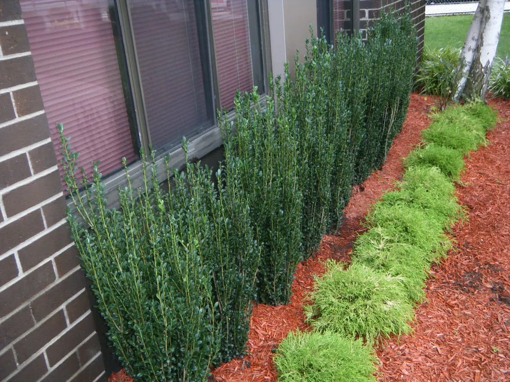 Reliable landscaping services in Freehold, NJ - GreenBee LawnCare