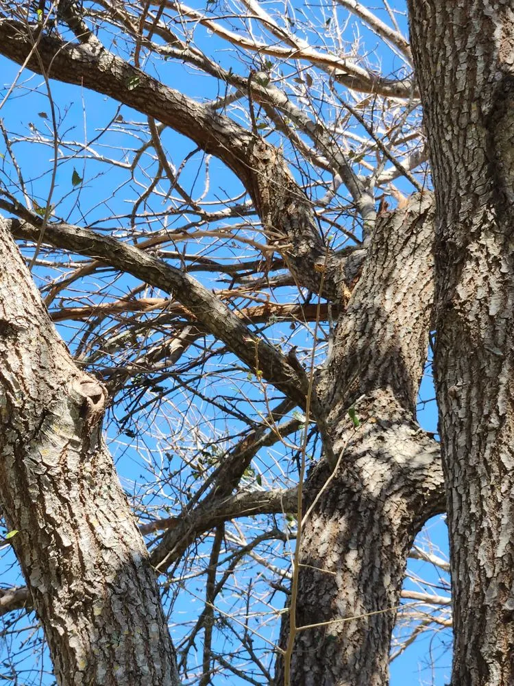 Reliable landscape installation experts serving Cape Coral, FL - Greenbelt Concepts