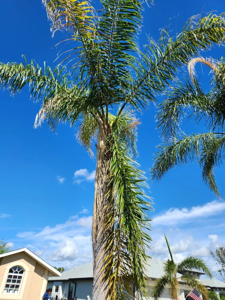 Local yard maintenance for residential properties in Cape Coral, FL by Greenbelt Concepts