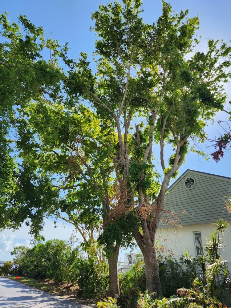 Custom residential landscaping in Cape Coral, FL - Greenbelt Concepts