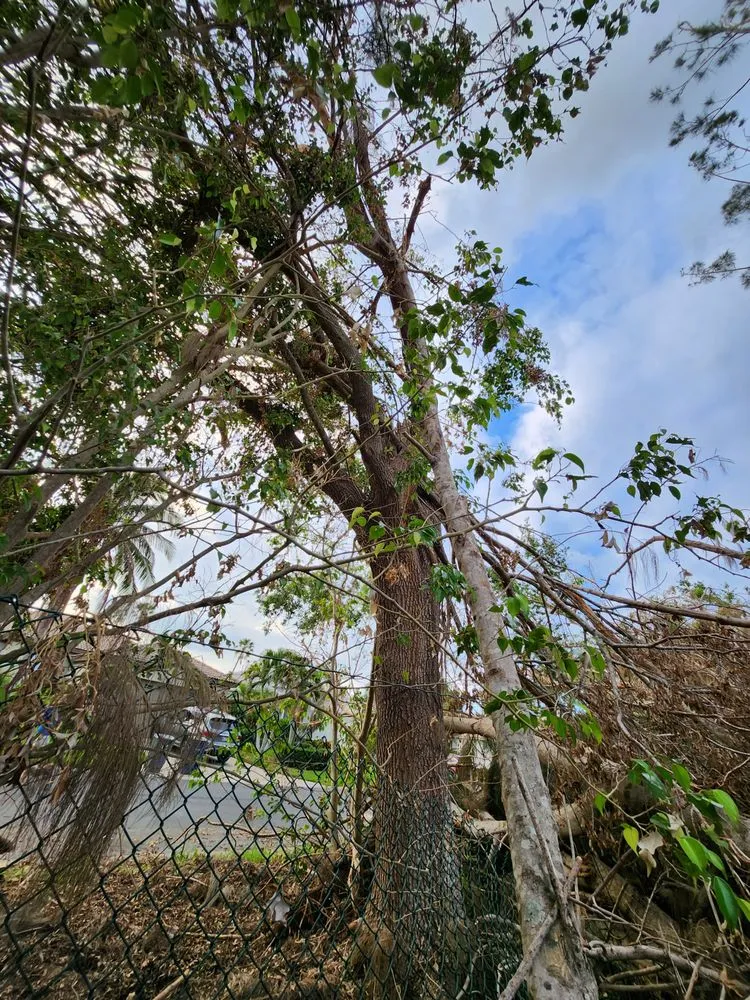 Trusted yard cleanup service experts serving Cape Coral, FL - Greenbelt Concepts