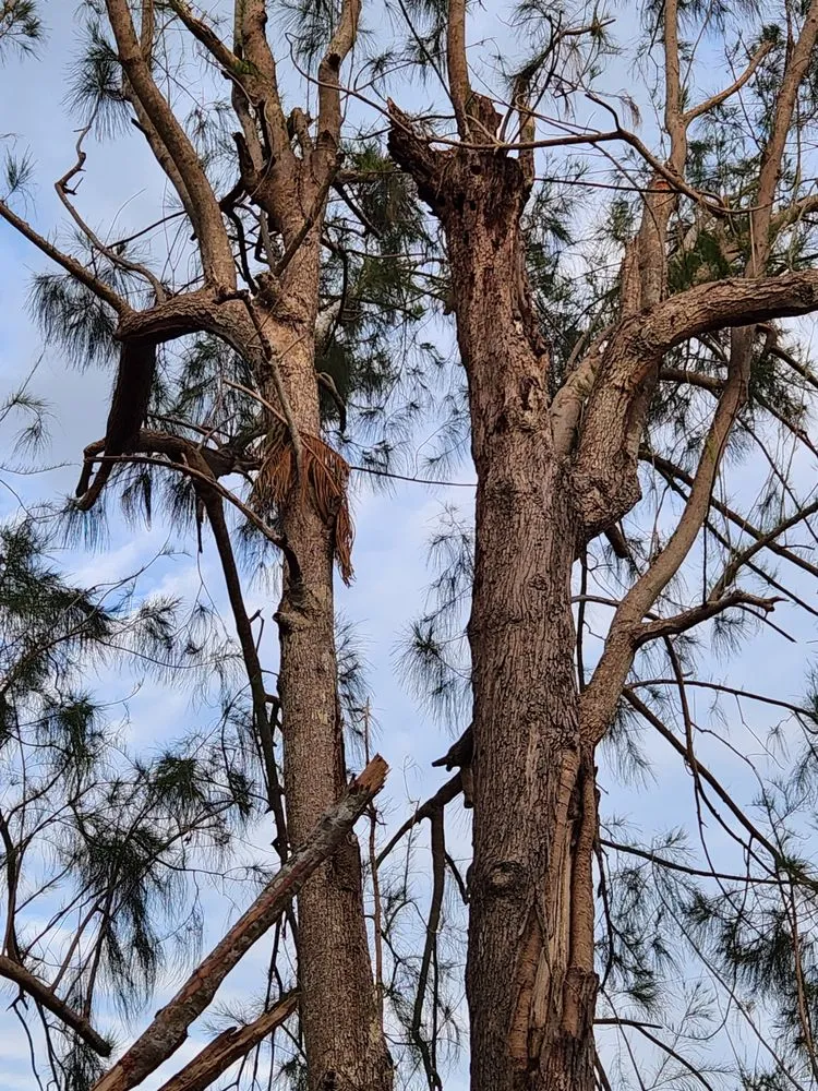 Affordable residential landscaping experts serving Cape Coral, FL - Greenbelt Concepts