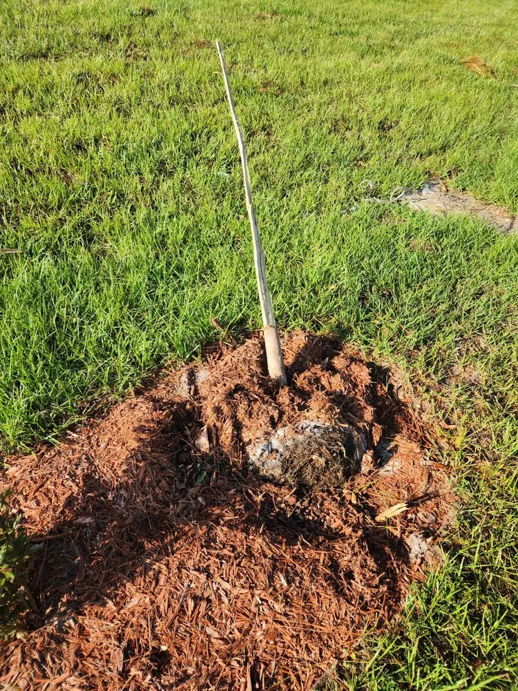 Professional lawn mowing service in Cape Coral, FL - Greenbelt Concepts