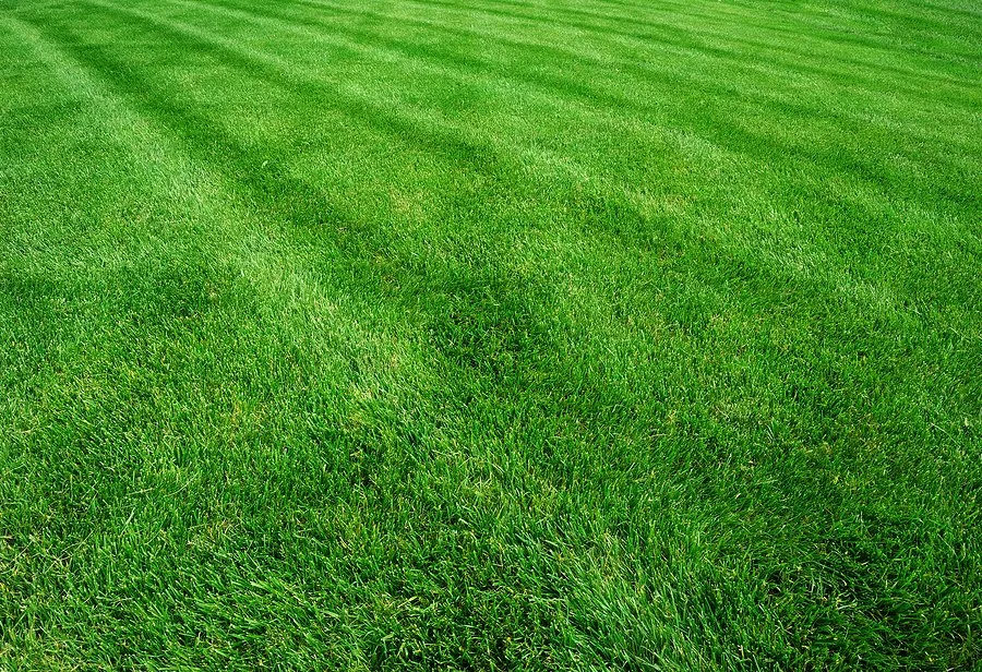 Affordable lawn care service for year-round maintenance in Greenbelt, MD by Greenbelt Landscaping