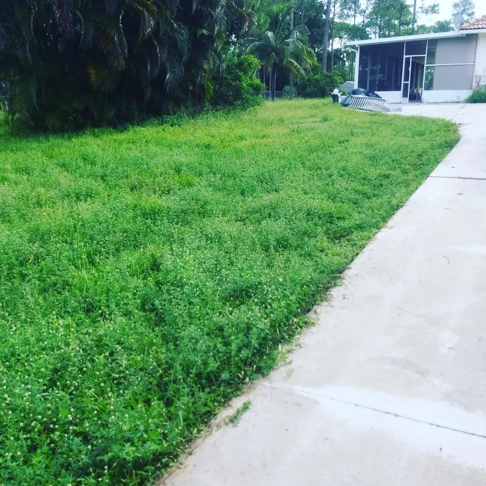 Professional landscape installation for year-round maintenance across West Palm Beach, FL - GreenBlade Landscaping