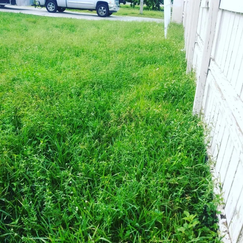 Local lawn care service in West Palm Beach, FL - GreenBlade Landscaping