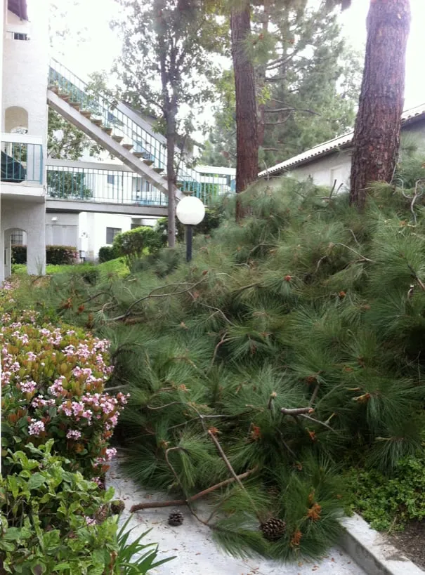 Trusted garden landscaping for residential properties across Spring Valley, CA - Greenbrier Lawn & Tree Expert