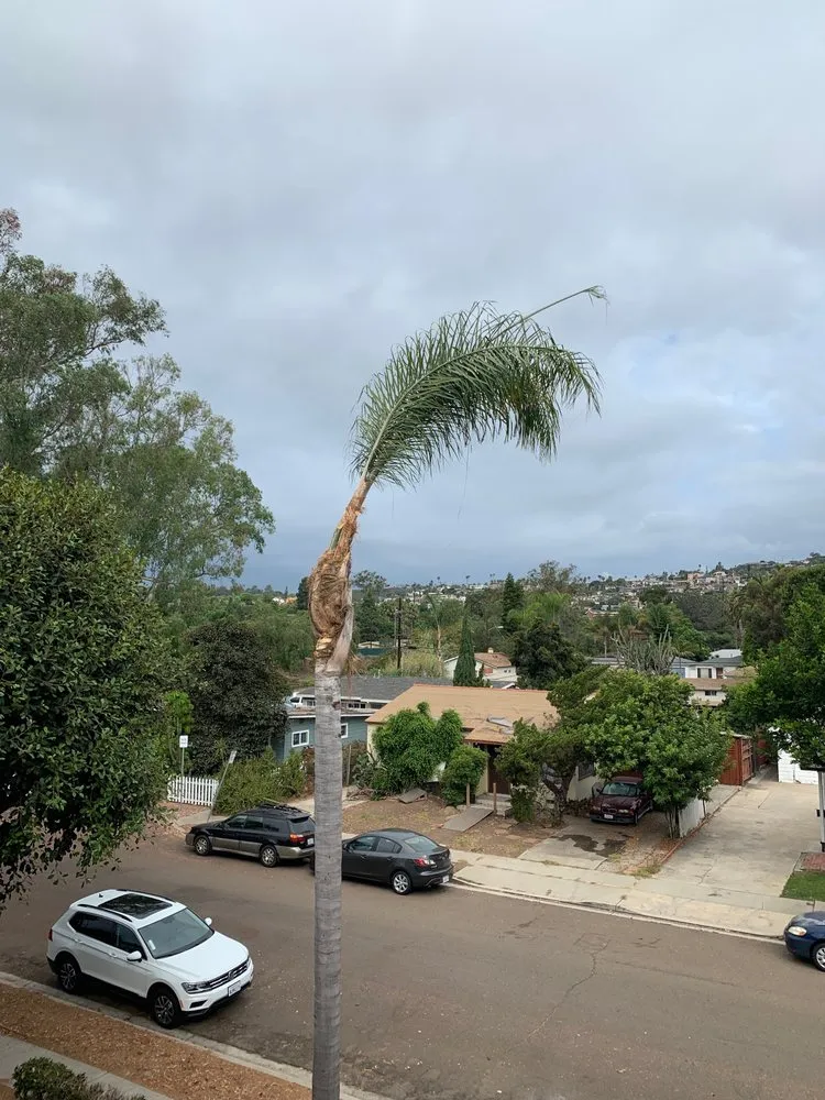 Professional yard cleanup service in Spring Valley, CA - Greenbrier Lawn & Tree Expert