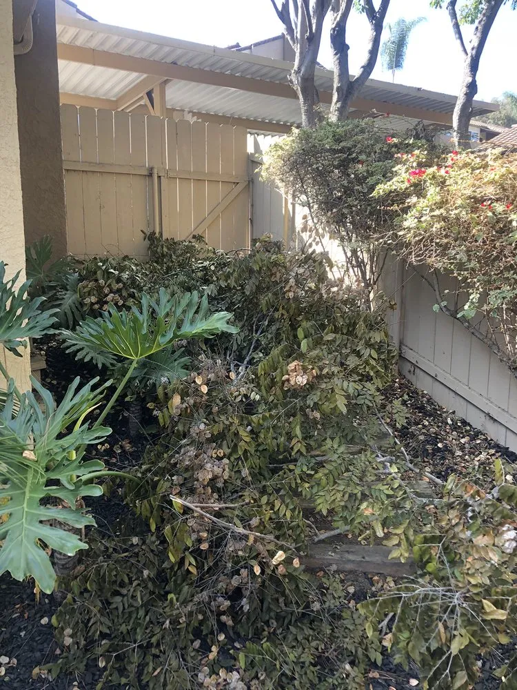 Affordable yard maintenance for beautiful yards in Spring Valley, CA by Greenbrier Lawn & Tree Expert