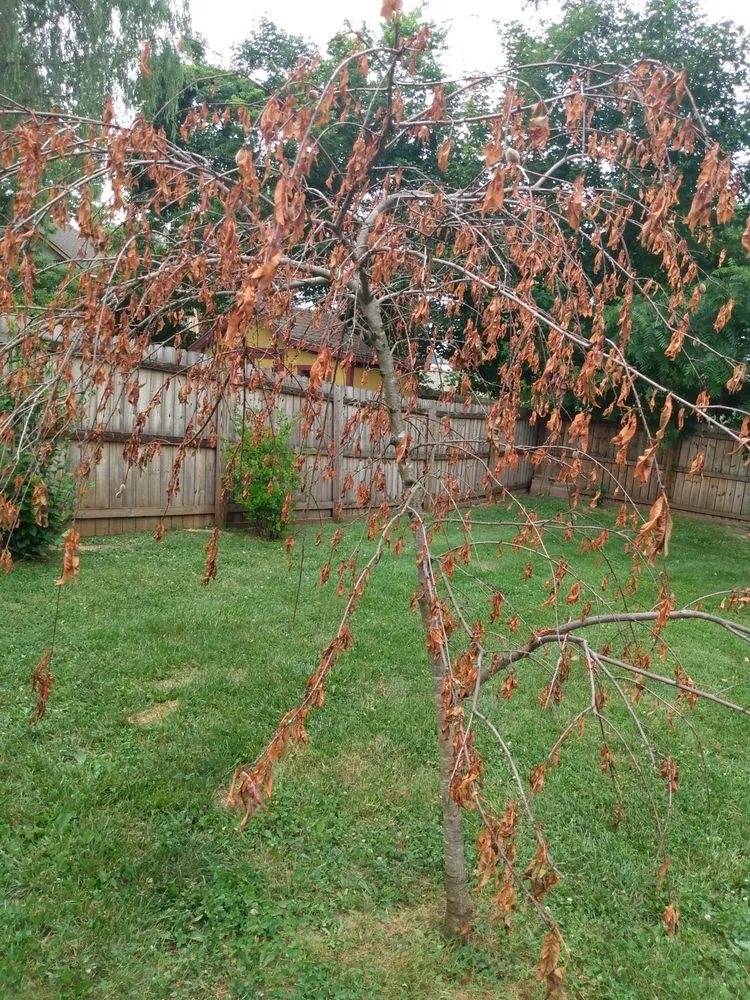 Expert yard maintenance in Jeffersonville, IN by GreenCare Lawn and Landscaping