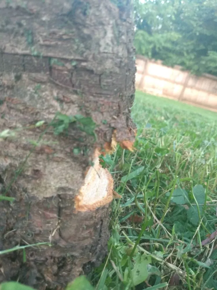 Local landscape design in Jeffersonville, IN - GreenCare Lawn and Landscaping