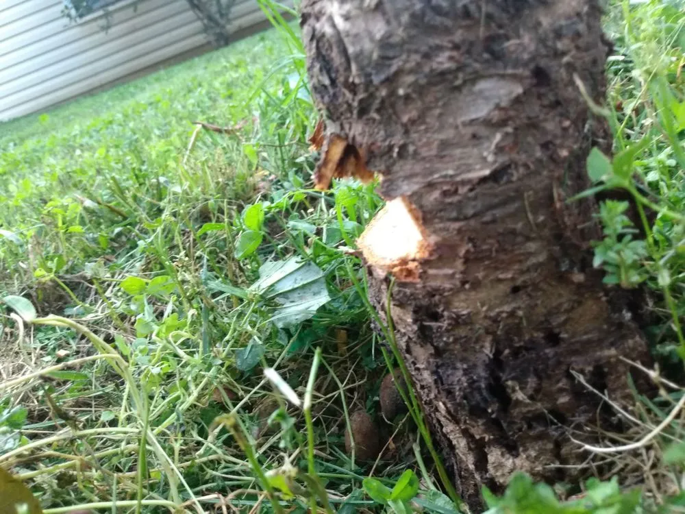 Trusted lawn mowing service in Jeffersonville, IN by GreenCare Lawn and Landscaping