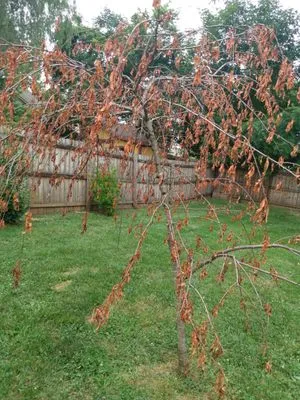 GreenCare Lawn and Landscaping Logo