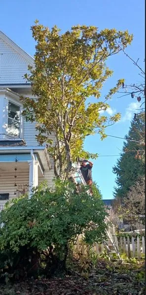 Local lawn care service in Coquille, OR by GreenCare Pruning & Landscape