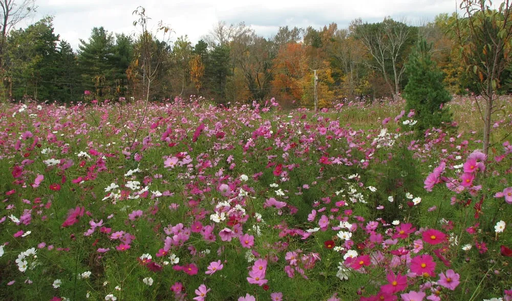 Professional lawn care service in High Bridge, NJ by GreenCraft Landscape Associates