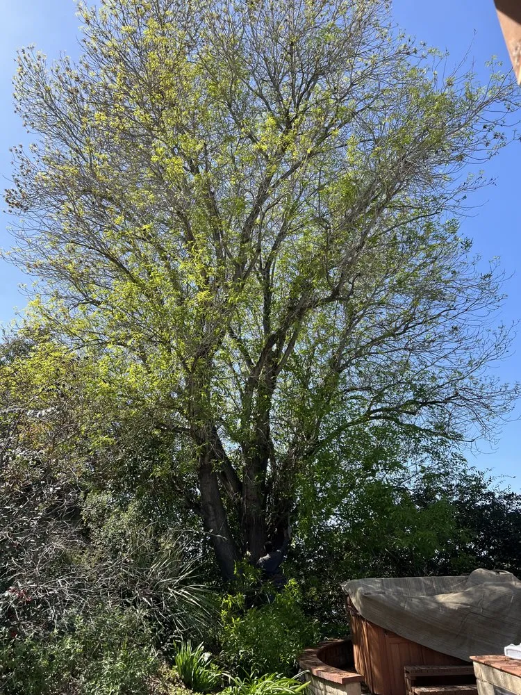 Expert outdoor landscaping for homes across Oxnard, CA - GreenCraft Tree Service