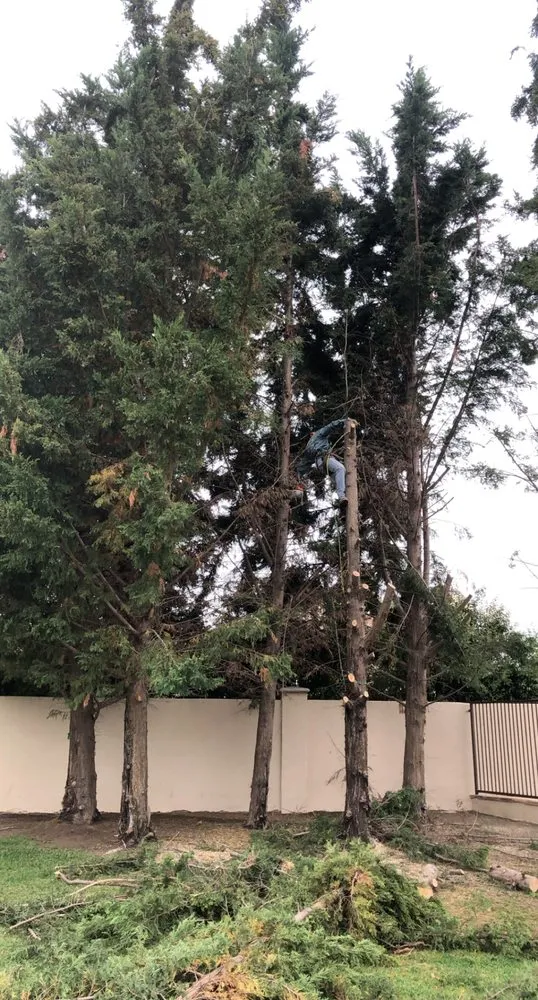 Reliable yard maintenance for homes across Oxnard, CA - GreenCraft Tree Service