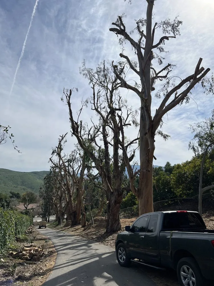 Expert landscape design for year-round maintenance in Oxnard, CA by GreenCraft Tree Service