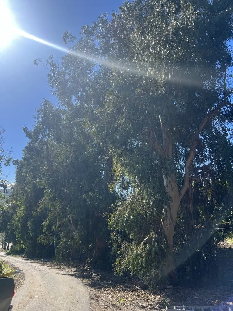 Local yard maintenance experts serving Oxnard, CA - GreenCraft Tree Service