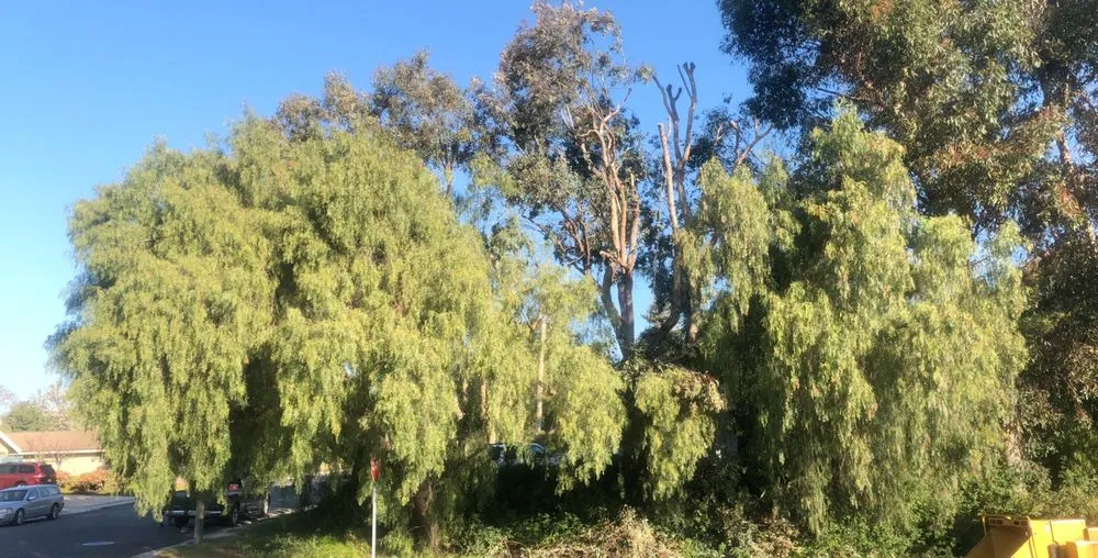 Local lawn mowing service experts serving Oxnard, CA - GreenCraft Tree Service