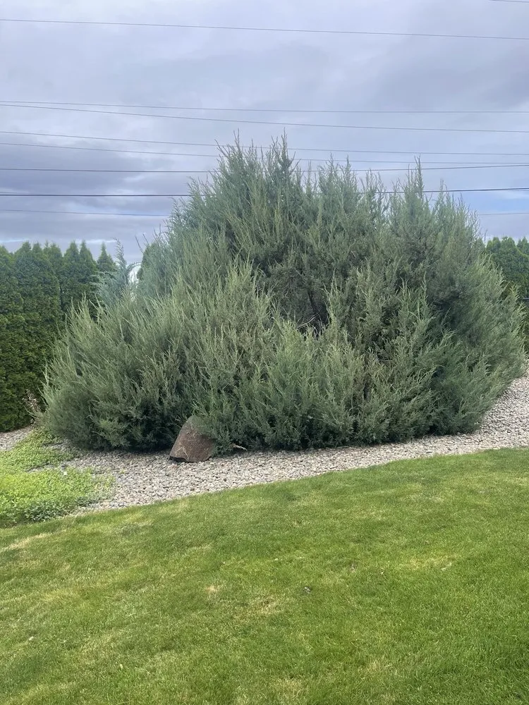 Reliable yard maintenance in Yakima, WA by Greencuts Lawn & Garden