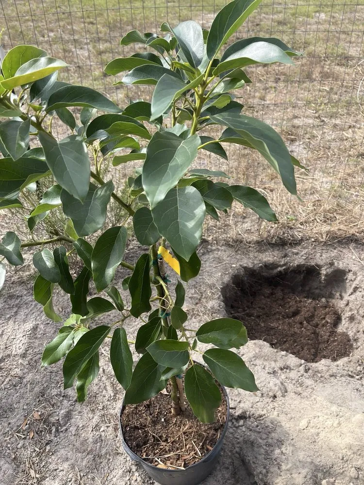 Professional lawn care service in Spring Hill, FL by GreenDreams