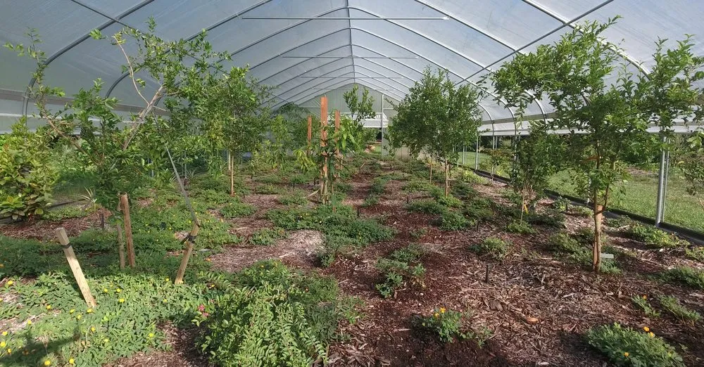 Professional landscaping services for year-round maintenance in Spring Hill, FL by GreenDreams