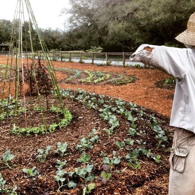 Local lawn mowing service near you in Spring Hill, FL by GreenDreams