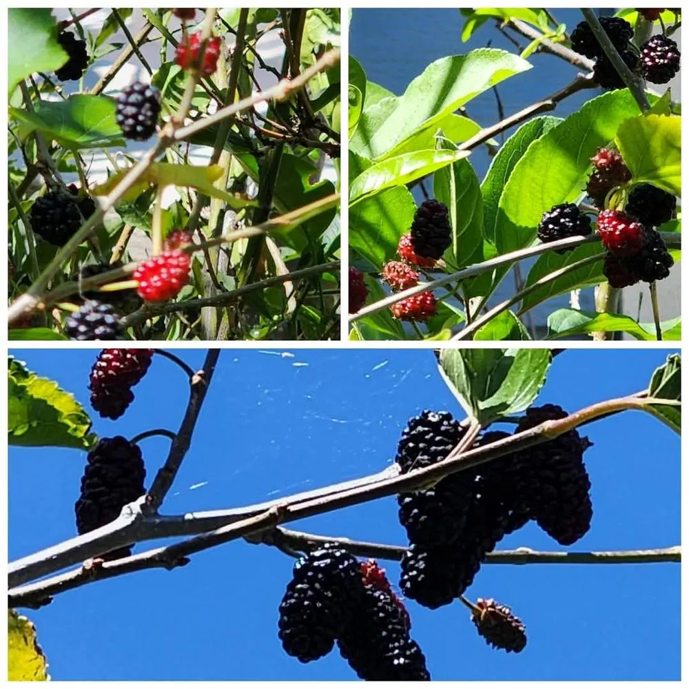 Custom yard maintenance for homes across Spring Hill, FL - GreenDreams