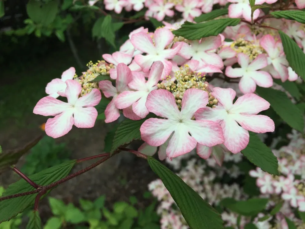 Trusted yard maintenance in Cornwallville, NY - Greene Bee Greenhouse