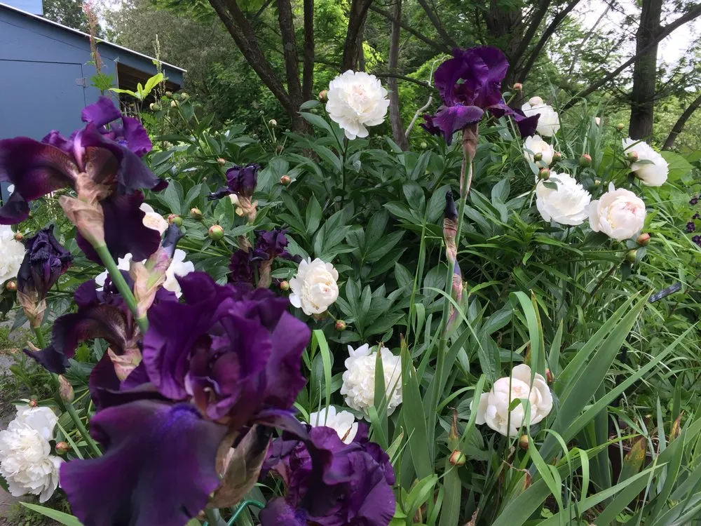 Trusted yard cleanup service in Cornwallville, NY - Greene Bee Greenhouse